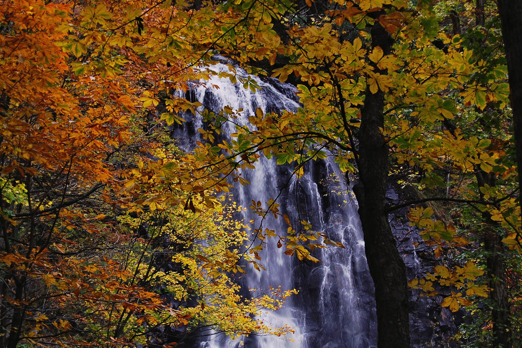 🍁 Япония в сезон красных клёнов (Momiji) | 17–30 ноября 2026 | 14 дней