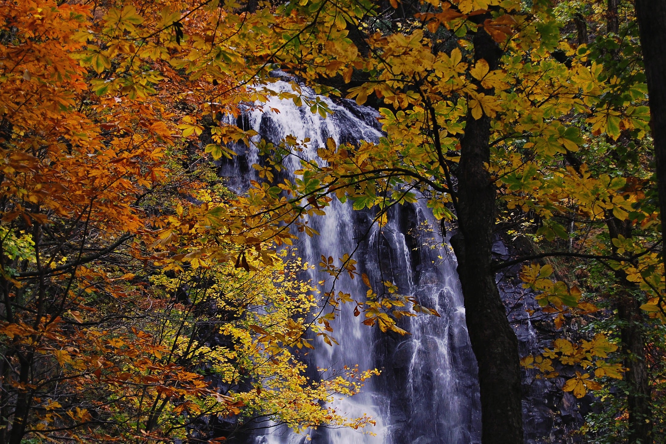 🍁 Япония в сезон красных клёнов (Momiji) | 17–30 ноября 2026 | 14 дней