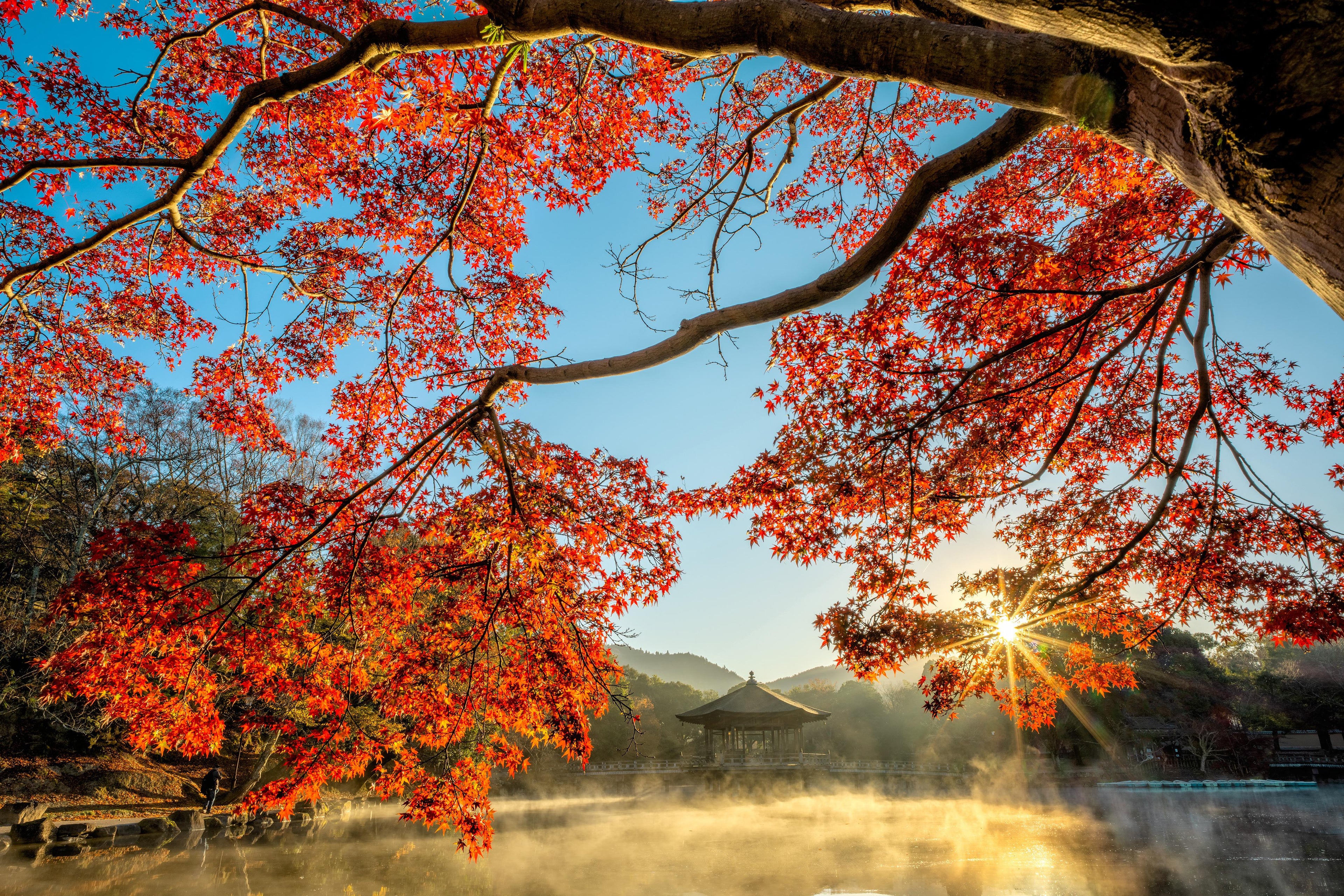 🍁 Япония в сезон красных клёнов (Momiji) | 17–30 ноября 2026 | 14 дней