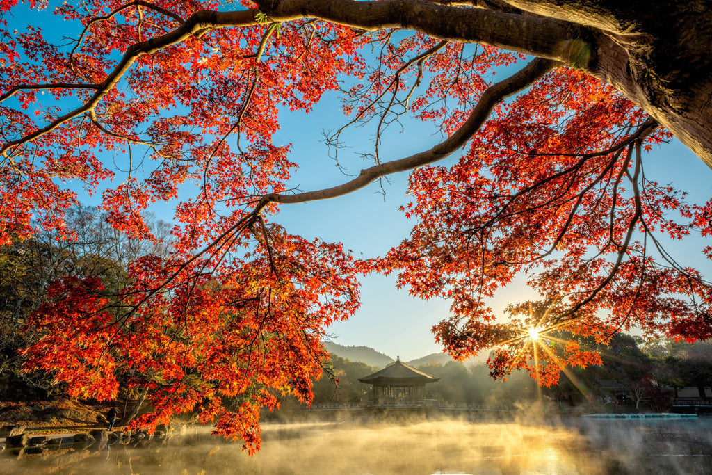 🍁 Япония в сезон красных клёнов (Momiji) | 17–30 ноября 2026 | 14 дней