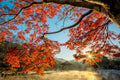 🍁 Япония в сезон красных клёнов (Momiji) | 17–30 ноября 2026 | 14 дней